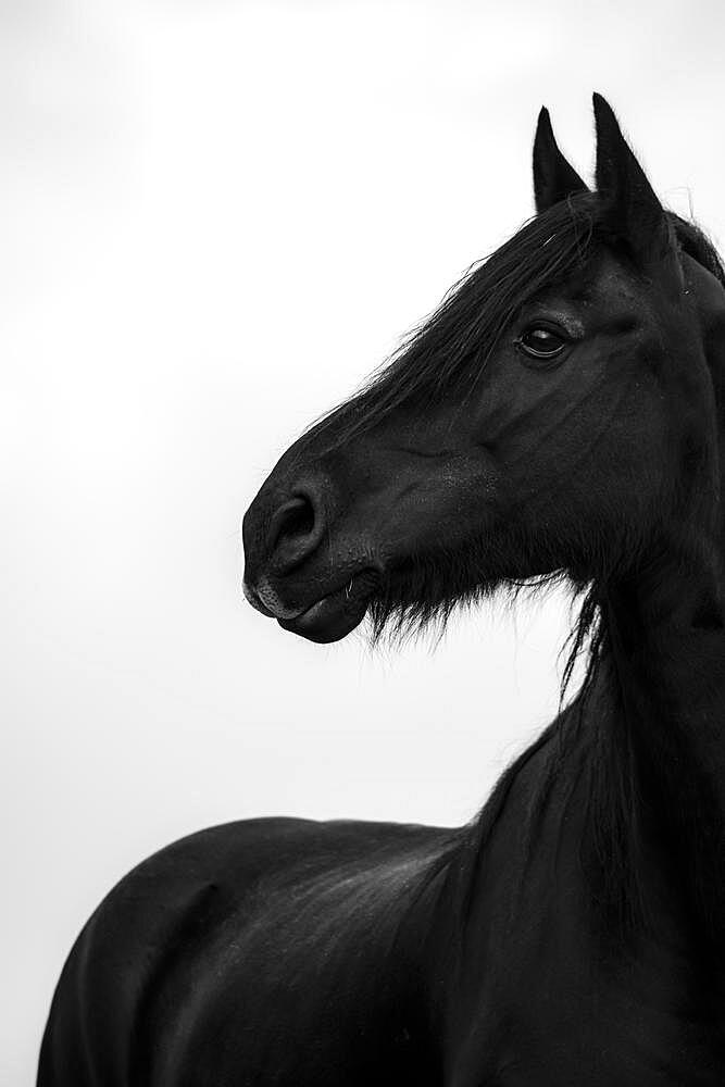 Black domestic horse (Equus caballus) in a meadow against a misty white sky, Innsbruck, Tyrol, Austria, Europe