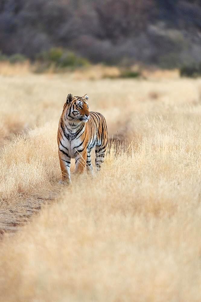 Bengal tiger (Panthera tigris tigris) observes its surroundings, Tiger Canyon Farm, Philippolis, South Africa, Africa