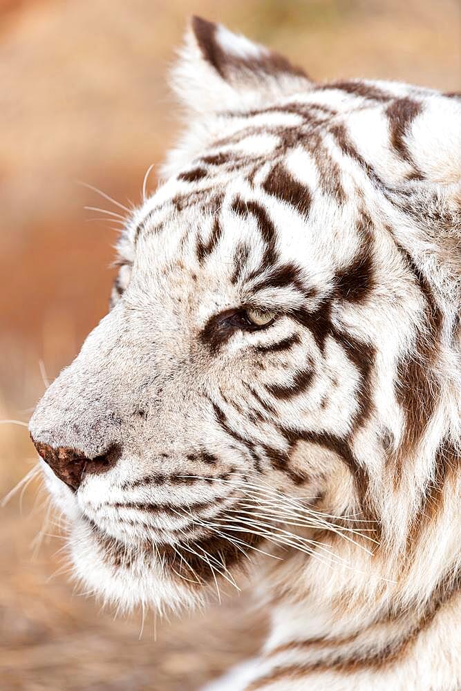 White bengal tiger (Panthera tigris tigris) portrait, Tiger Canyon Farm, Philippolis, South Africa, Africa