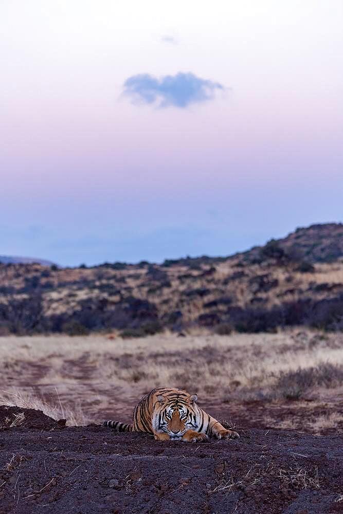 Bengal tiger (Panthera tigris tigris) lying on mound after sunset, Tiger Canyon Farm, Philippolis, South Africa, Africa