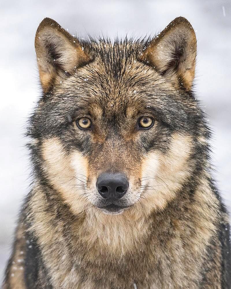 Gray wolf (Canis lupus), portrait, winter, Neuhaus, Lower Saxony, Germany, Europe