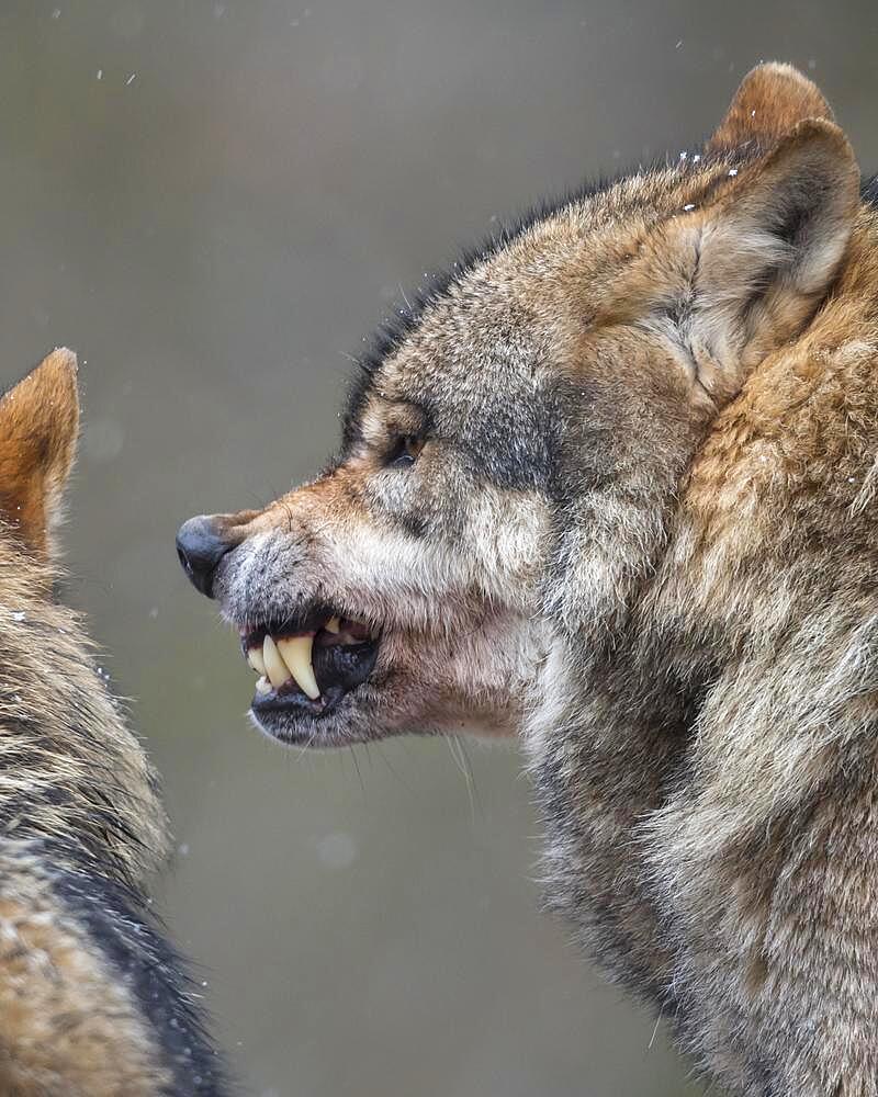 Gray wolf (Canis lupus) shows teeth, portrait, winter, Neuhaus, Lower Saxony, Germany, Europe