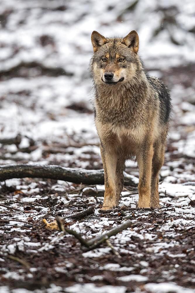 Gray wolf (Canis lupus), Winter, Neuhaus, Lower Saxony, Germany, Europe