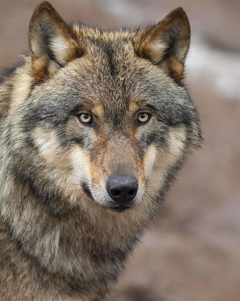 Gray wolf (Canis lupus), portrait, winter, Neuhaus, Lower Saxony, Germany, Europe