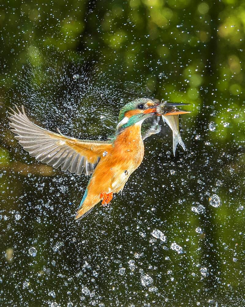 Common kingfisher (Alcedo atthis) with fish as prey, Naarden, Netherlands