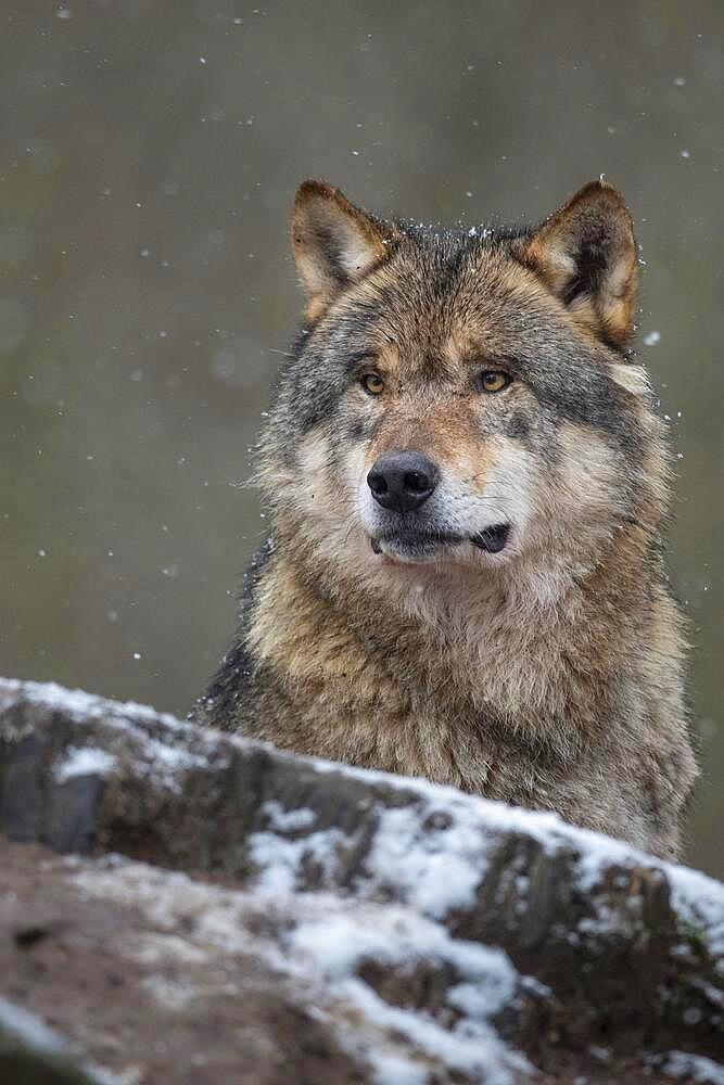 Gray wolf (Canis lupus), portrait, winter, Neuhaus, Lower Saxony, Germany, Europe