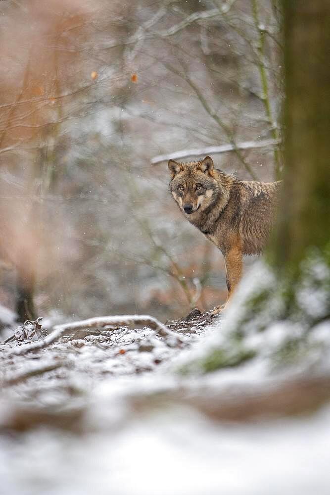 Gray wolf (Canis lupus), Winter, Neuhaus, Lower Saxony, Germany, Europe