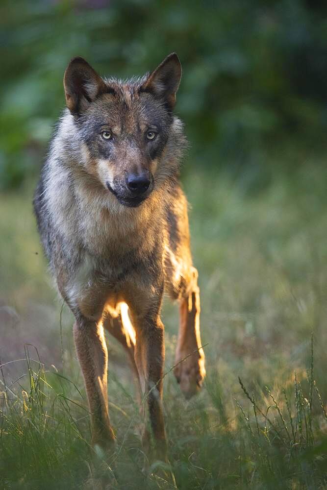 Gray wolf (Canis lupus), portrait, Neuhaus, Lower Saxony, Germany, Europe