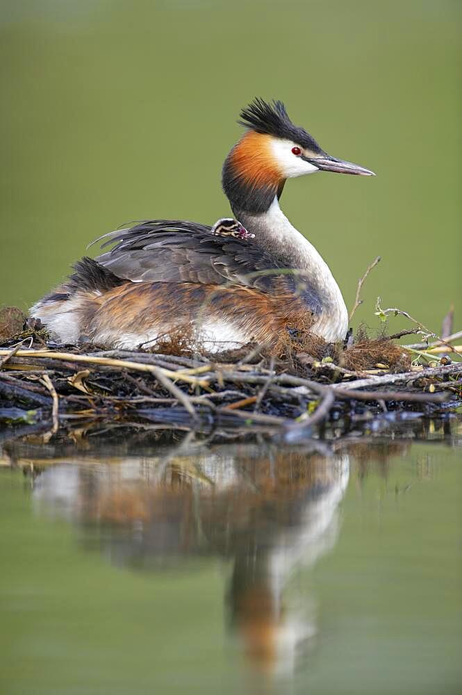 Great crested grebe (Podiceps cristatus) at the nest with young bird in plumage, Oldenburger Muensterland, Vechta, Lower Saxony, Germany, Europe