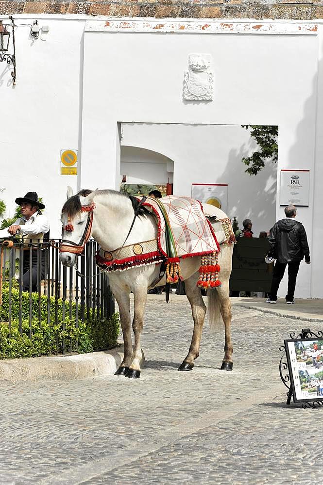 Rider with horse at the bullring of Ronda, Plaza de Toros, Malaga Province, Andalusia, Spain, Europe