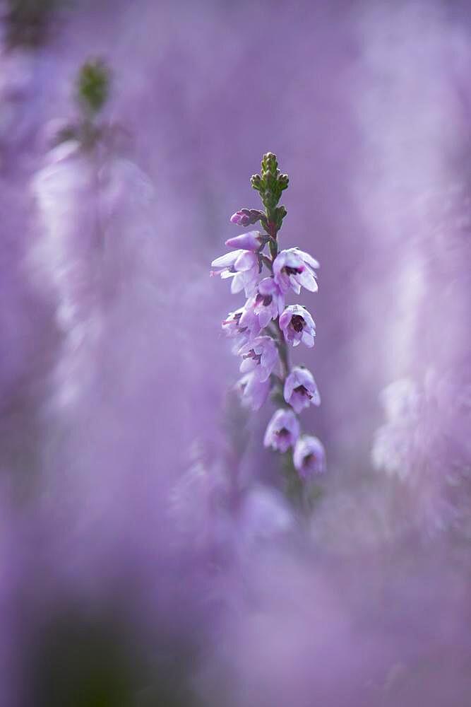 Common Heather (Calluna vulgaris), Emsland, Lower Saxony, Germany, Europe