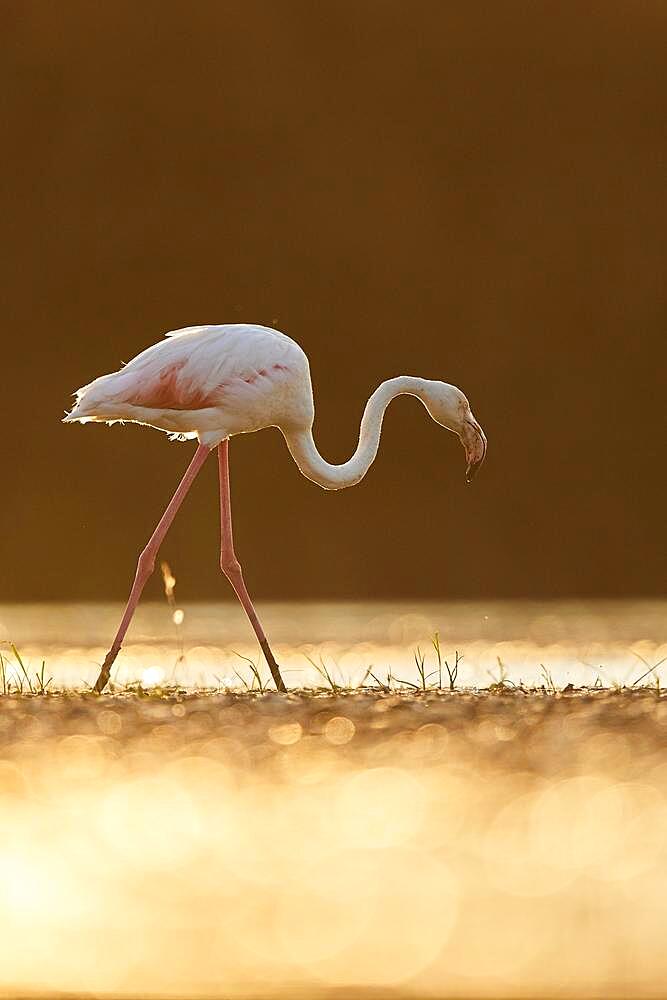 Greater Flamingo (Phoenicopterus roseus), walking in the water at sunset, Parc Naturel Regional de Camargue, France, Europe