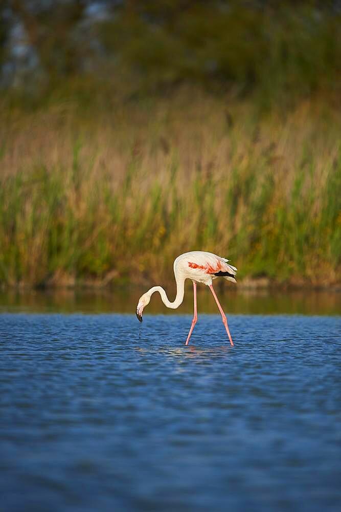 Greater Flamingo (Phoenicopterus roseus), walking in the water, Parc Naturel Regional de Camargue, France, Europe