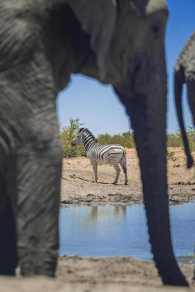 Burchell's zebra (Equus burchelli) and african elephants (Loxodonta africana) at a waterhole, Etosha National Park, Namibia, Africa