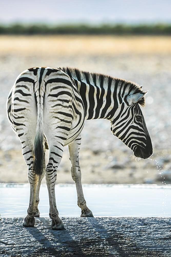 Burchell's zebra (Equus burchelli) drinking at a waterhole, Etosha National Park, Namibia, Africa