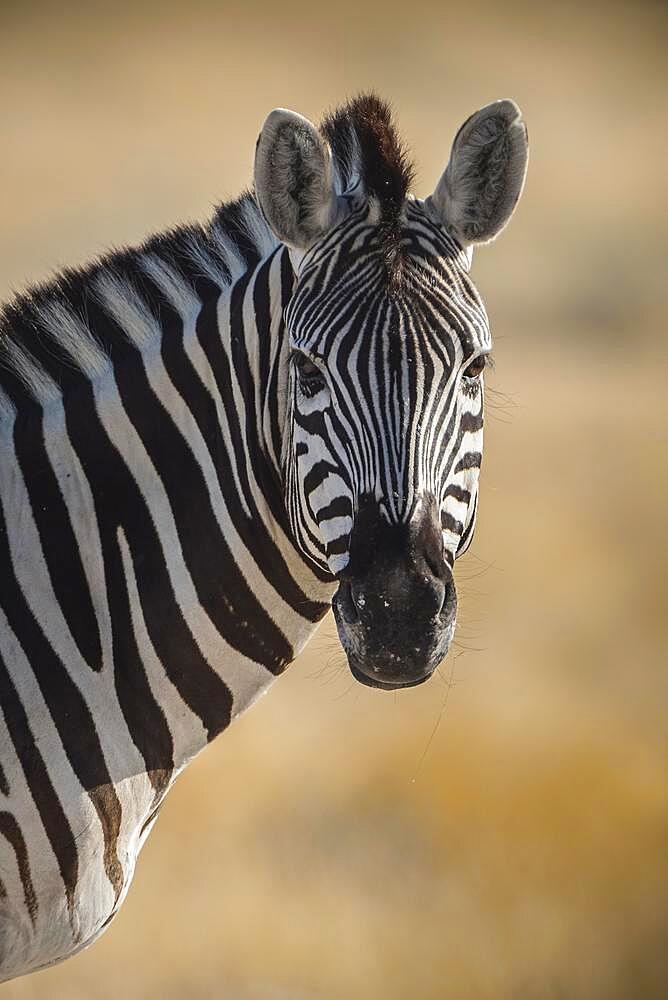 Burchell's zebra (Equus burchelli), Etosha National Park, Namibia, Africa