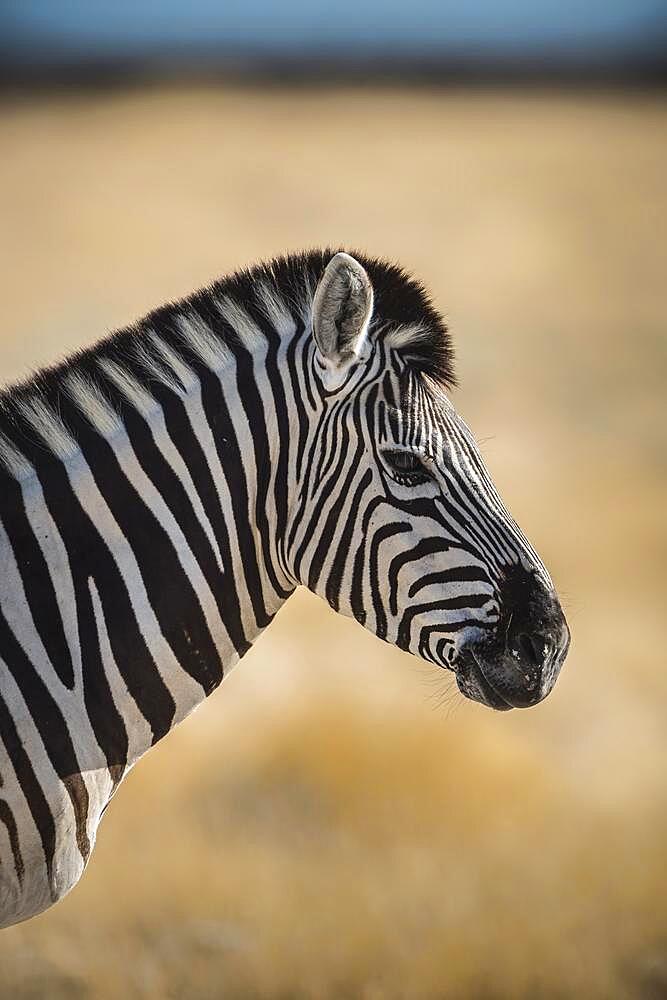 Burchell's zebra (Equus burchelli), Etosha National Park, Namibia, Africa