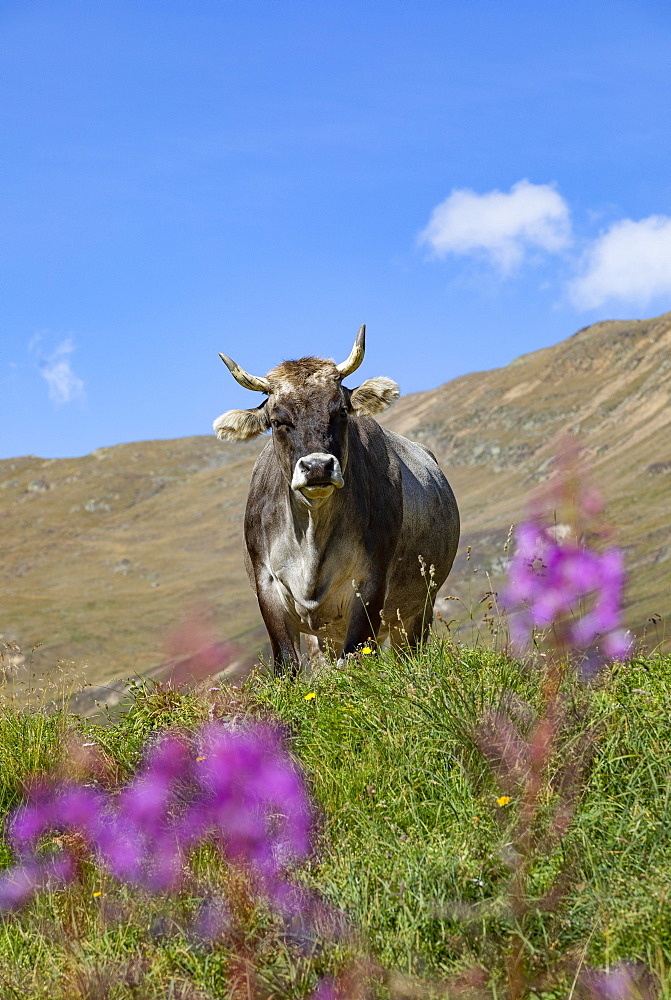 Cows on the alpine pasture in Rofental, Rofental, Vent, Venter Tal, municipality of Soelden, Oetztal Alps, Tyrol, Austria, Europe