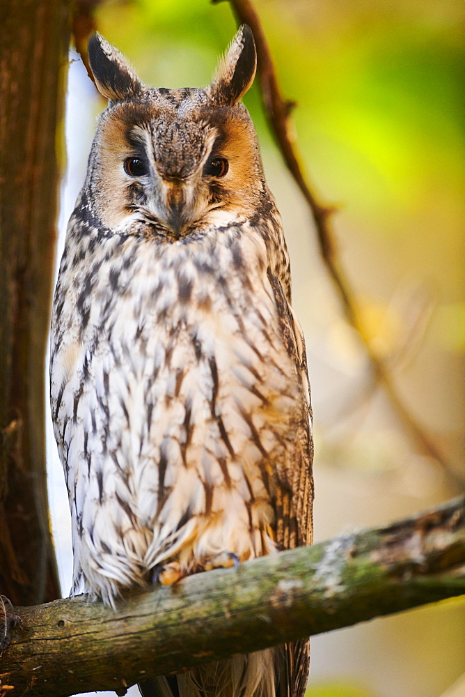 Boreal owl (Aegolius funereus) sitting in a tree, Bavaria, Germany, Europe