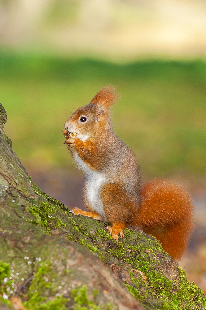 Eurasian red squirrel (Sciurus vulgaris) sitting on a tree trunk, eating a nut, Baden-Wuerttemberg