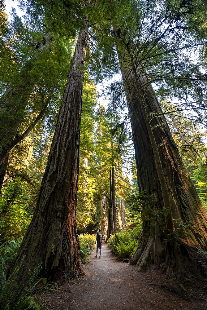 Young man on a hiking trail through forest with coast redwoods (Sequoia sempervirens) and ferns, dense vegetation, Jedediah Smith Redwoods State Park, Simpson-Reed Trail, California, USA, North America