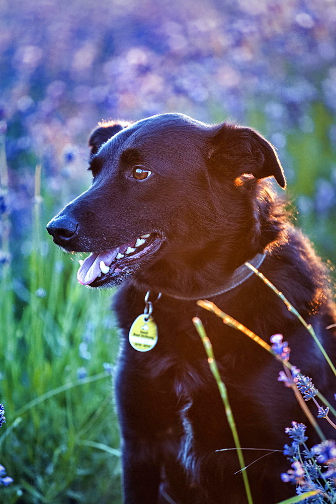 Black dog in front of lavender field, lavender blossom, evening sun, Detmold, North Rhine-Westphalia, Germany, Europe