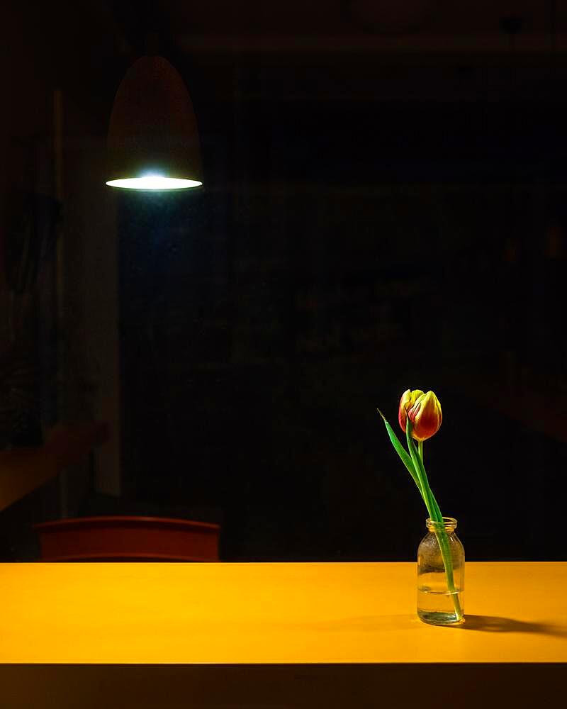 Still life with single tulip in glass vase, studio shot, symbol photo