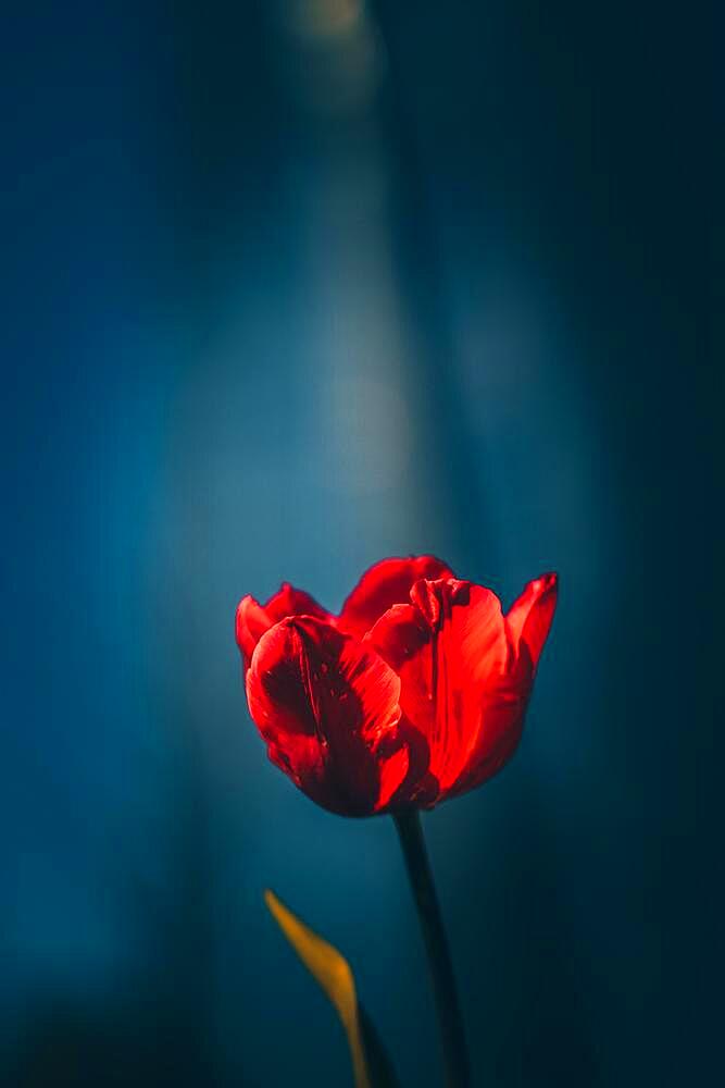 Red tulip in focus