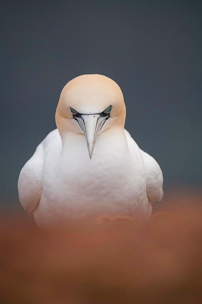 Northern gannet (Morus bassanus), bird completely relaxed during breeding, Helgoland, Schleswig-Holstein, Germany, Europe