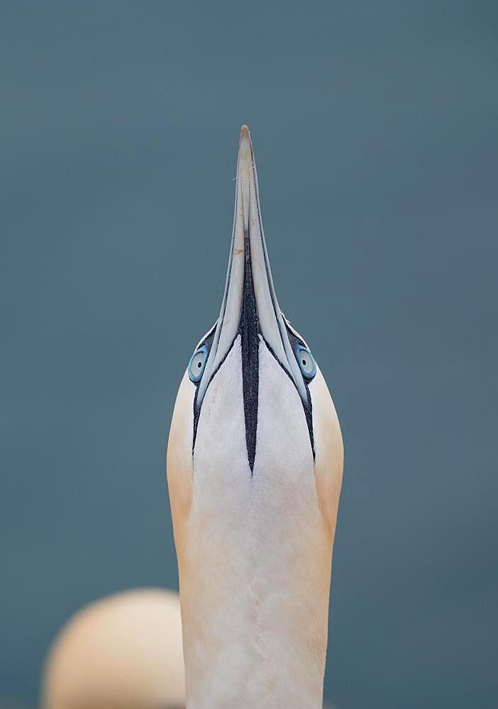 Northern gannet (Morus bassanus), bird observing overflying conspecifics, portrait of underside of head, Helgoland, Schleswig-Holstein, Germany, Europe