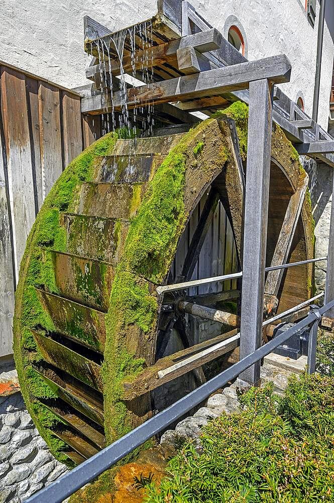 The mossy water wheel of the donkey mill from 1436, Wangen im Allgaeu, Baden-Wuerttemberg, Germany, Europe