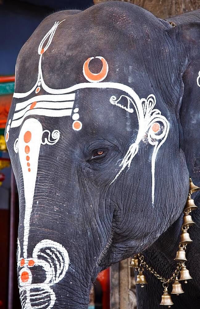 Close up photo of sacred elephant eye in Hindu temple