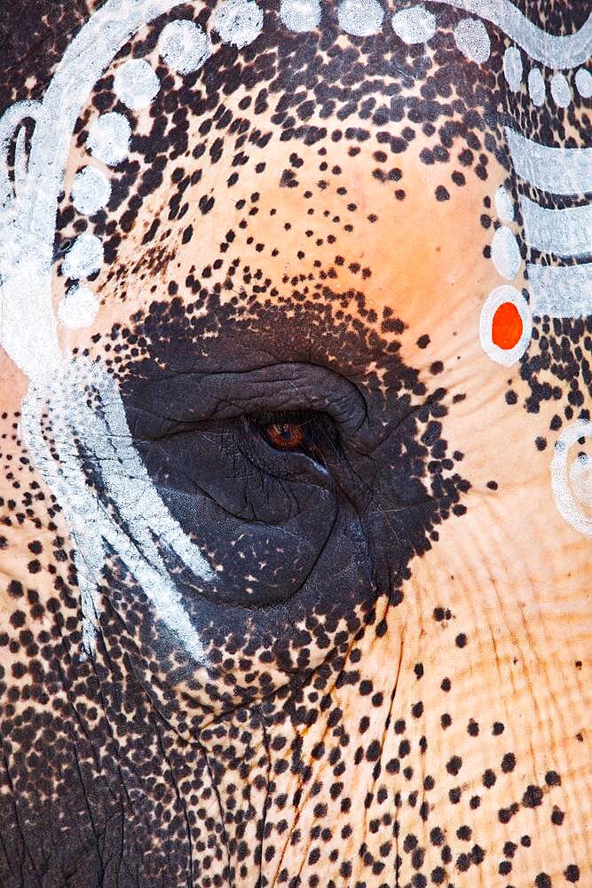 Close up photo of sacred elephant eye in Hindu temple