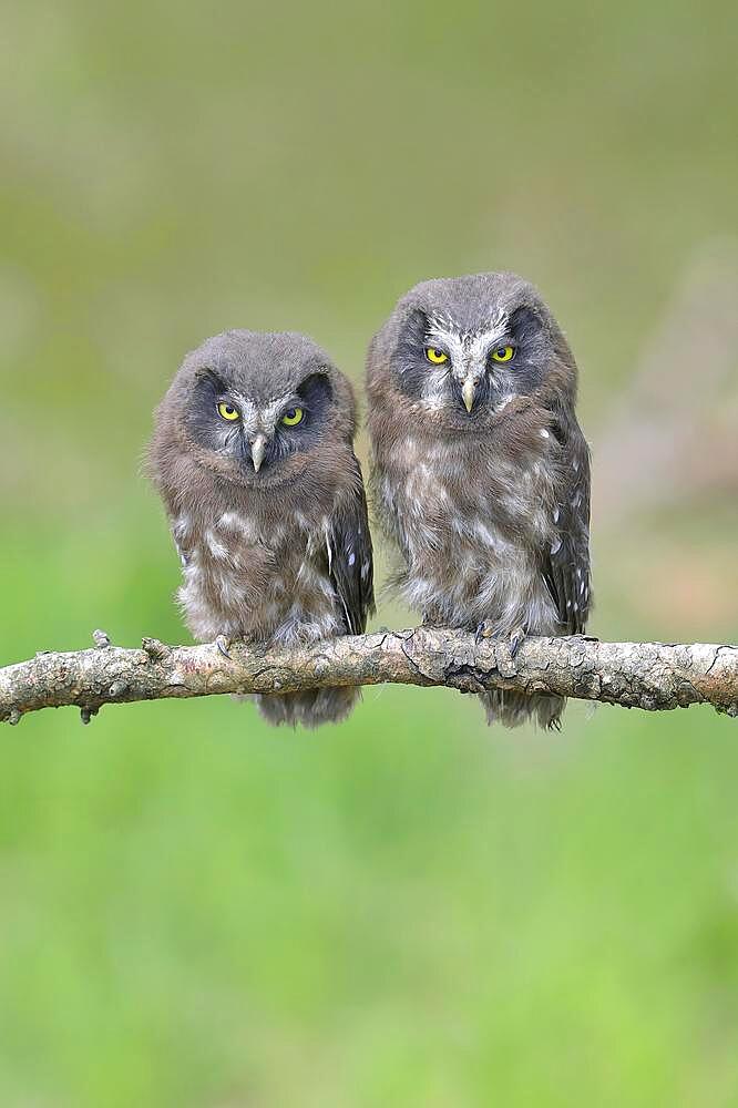 Tengmalm's Owl (Aegolius funereus), two young birds sitting on a larch branch, Siegerland, North Rhine-Westphalia, Germany, Europe