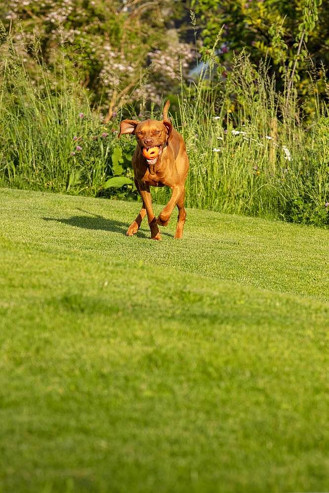 Young Vizsla male, 15 months, in the garden, Solothurn, Switzerland, Europe