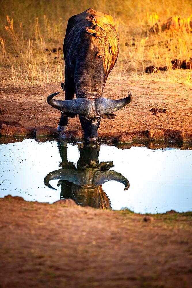 African buffalo (Syncerus caffer) Water buffalo drinking at waterhole and reflecting, Tsavo National Park, Kenya, Africa