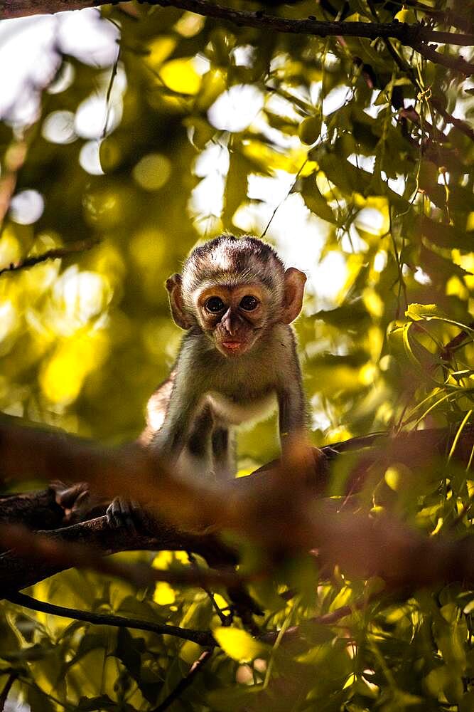 Vervet monkey (Chlorocebus sp.), monkey gang with babies and children in Mombasa, Kenya, Africa