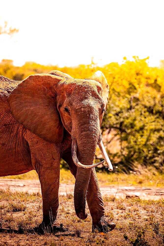 African elephant (Loxodonta africana) a bull threatens, mammal, close-up in Tsavo East National Park, Kenya, East Africa, Africa