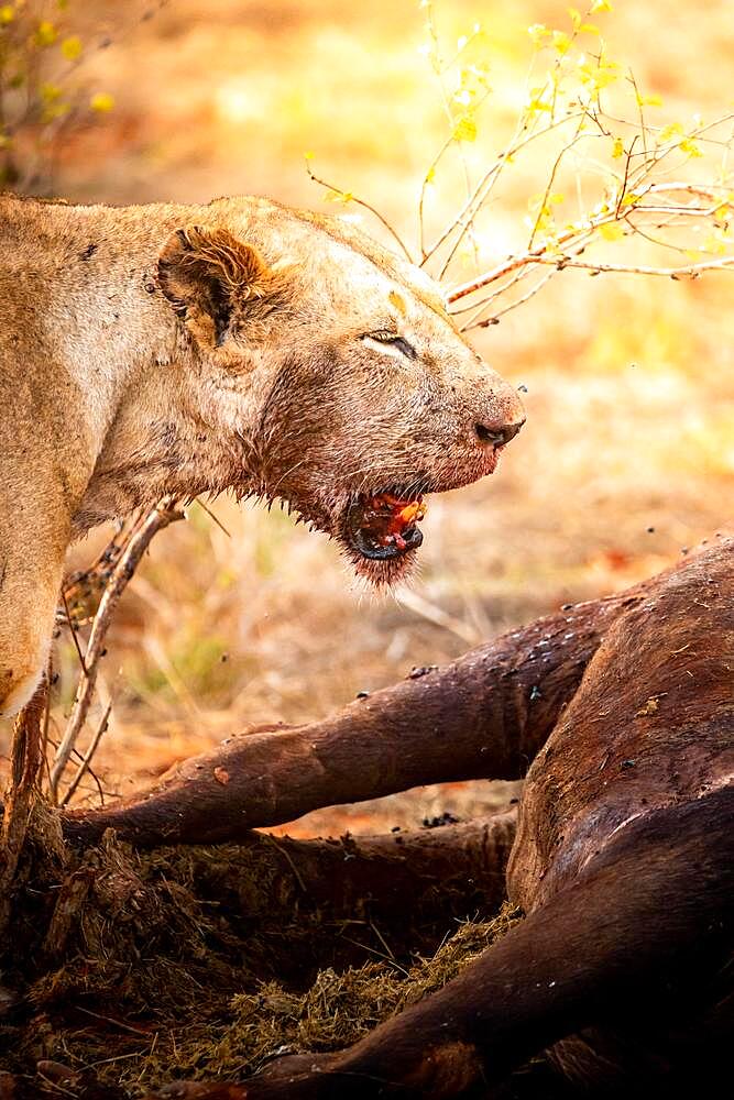 Lion (Panthera leo) female blood-smeared, eating a killed african buffalo (Syncerus caffer) in the bush, Tsavo East National Park, Kenya, East Africa, Africa