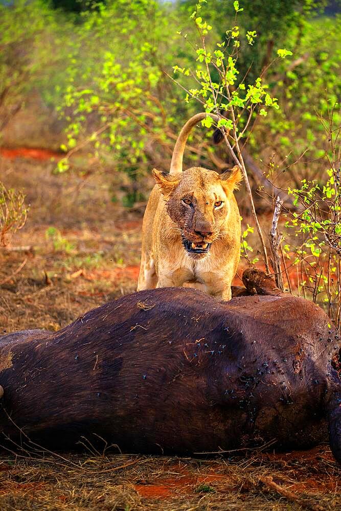 Lion (Panthera leo) female blood-smeared, eating a killed african buffalo (Syncerus caffer) in the bush, Tsavo East National Park, Kenya, East Africa, Africa