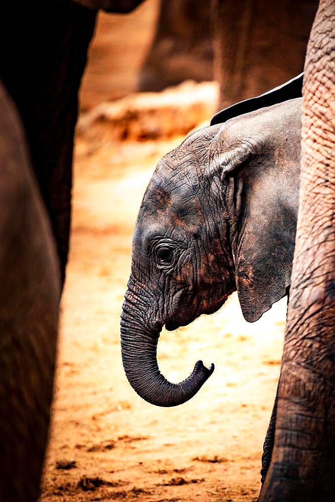 African elephant (Loxodonta africana) baby or calf zooming in the legs of its herd, mammal, close-up in Tsavo West National Park, Kenya, East Africa, Africa