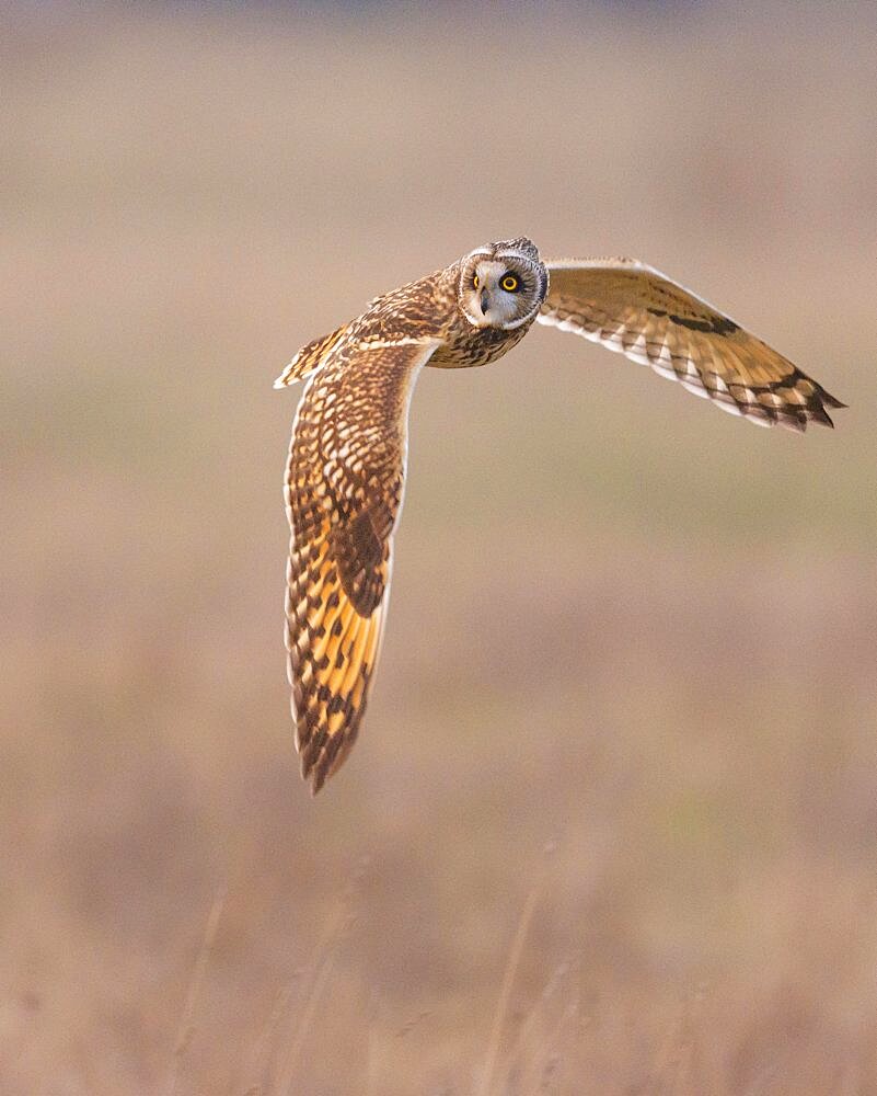 Short-eared Owl (Asio flammeus), in flight, flying, owl, Goldenstedt, Lower Saxony, Germany, Europe