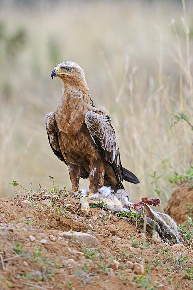 Raptor eagle or tawny eagle (Aquila rapax), adult bird with beaten rabbit, Masai Mara, Kenya, Africa