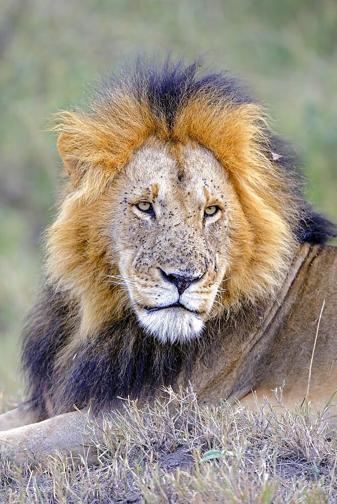 Lion (Panthera leo), old maned lion, portrait, Masai Mara National Reserve, Kenya, East Africa, Africa