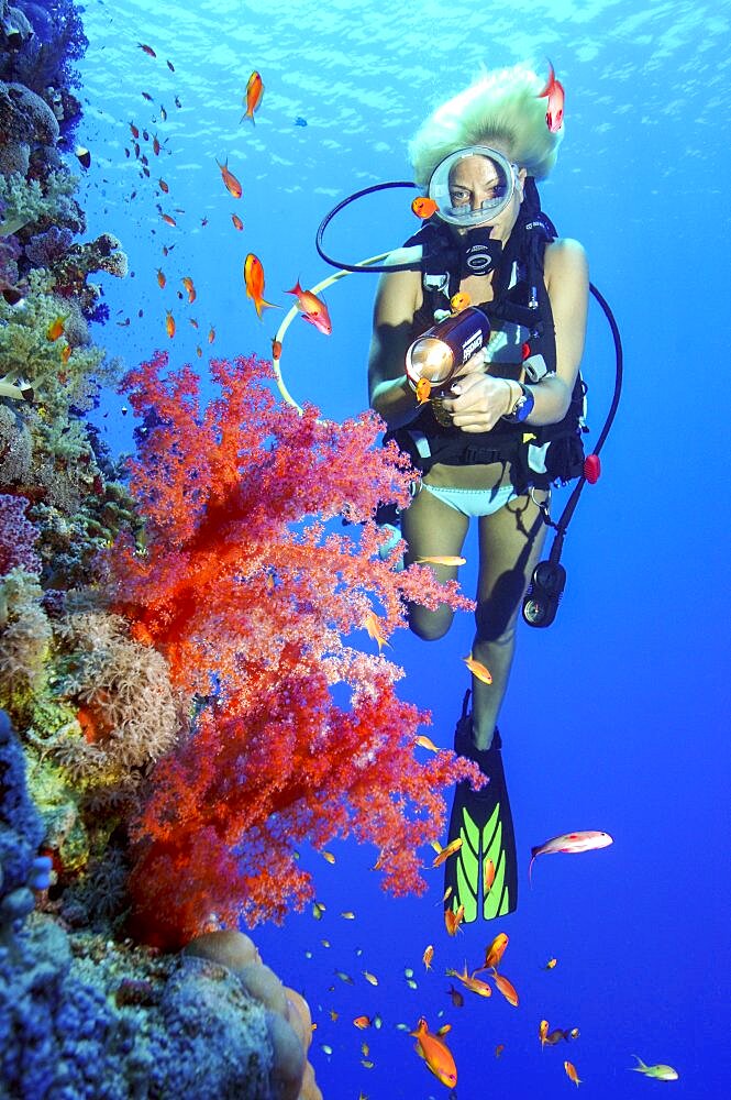 Diver in bikini looking at illuminated red soft coral (Dendronephthya), Red Sea, Egypt, Africa