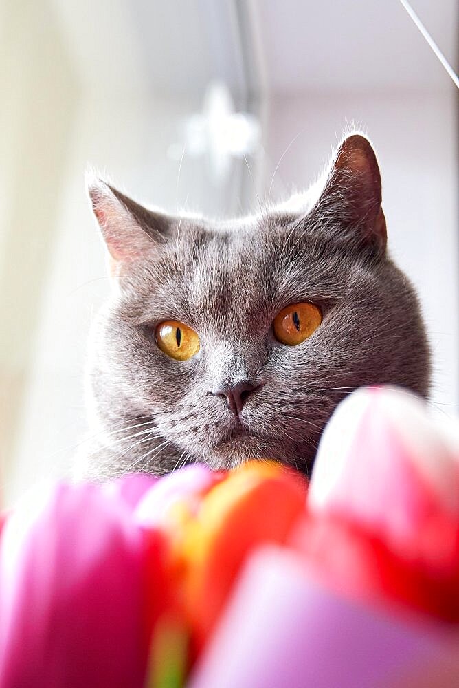 British cat funny looks to the side, a bouquet of tulips in blur in the foreground close up