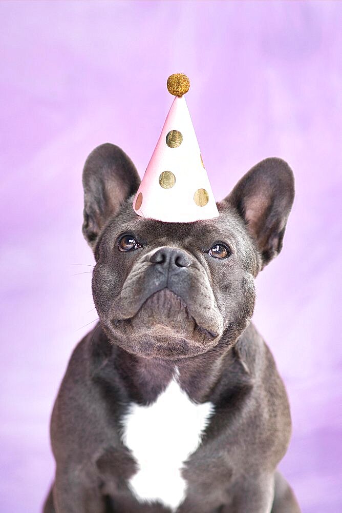 Black French Bulldog dog wearing birthday party hat on violet background