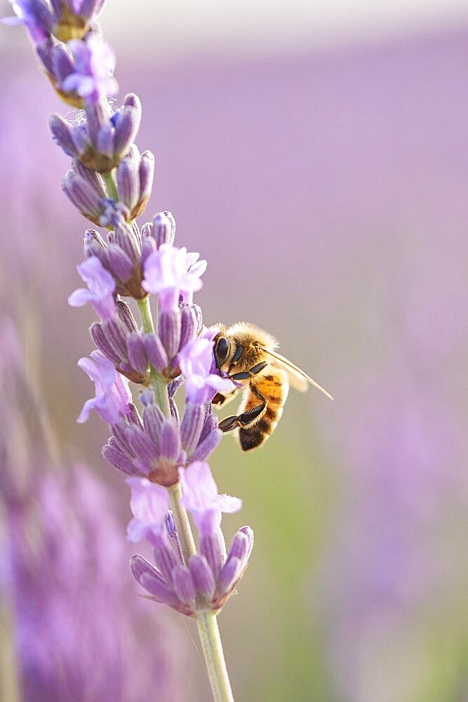 European honey bee (Apis mellifera) on a true lavender (Lavandula angustifolia) blossom in a field near Valensole, Provance, France, Europe