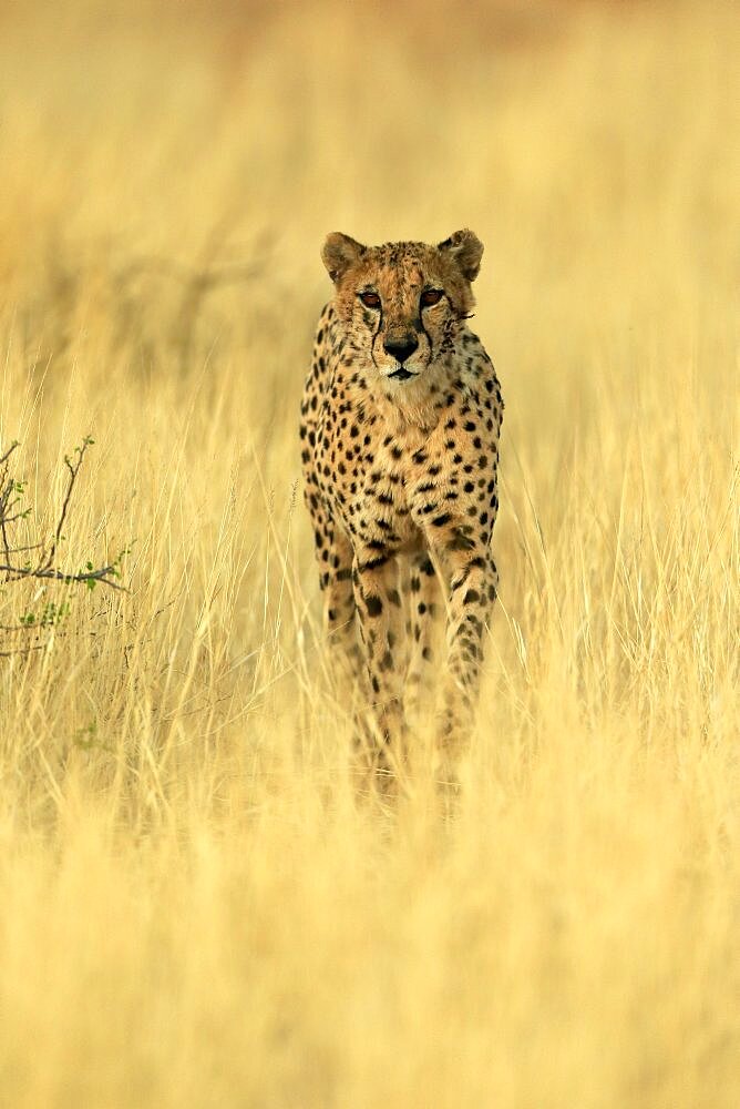 Cheetah (Acinonyx jubatus), adult, alert, running, stalking, Tswalu Game Reserve, Kalahari, Northern Cape, South Africa, Africa