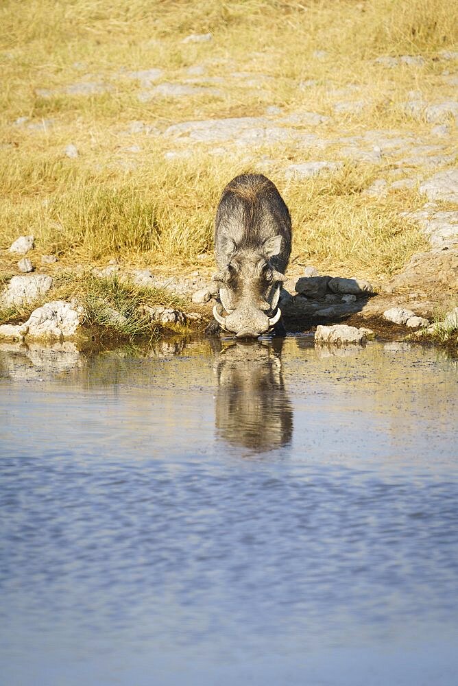 Warthog (Phacochoerus africanus) drinking at waterhole. Etosha National Park, Namibia, Africa